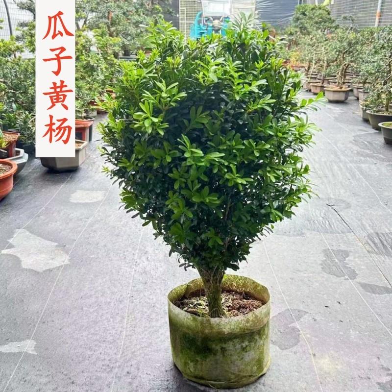 小叶瓜子黄杨盆景树 四季常青老桩造型独杆树苗庭院盆栽多叶