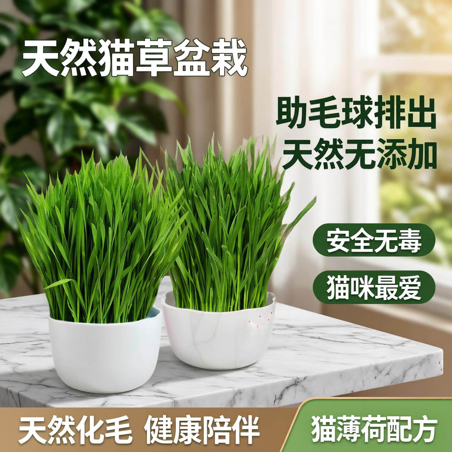 已长好的猫草盆栽猫咪化毛草已种好发芽去毛球化毛猫零食猫薄荷