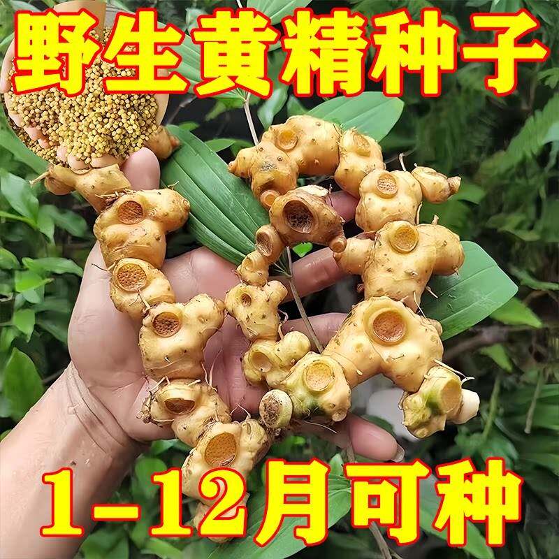 正宗药材黄精种子鸡头黄精多花老虎姜鸡爪参爪子参黄鸡菜玉竹种子