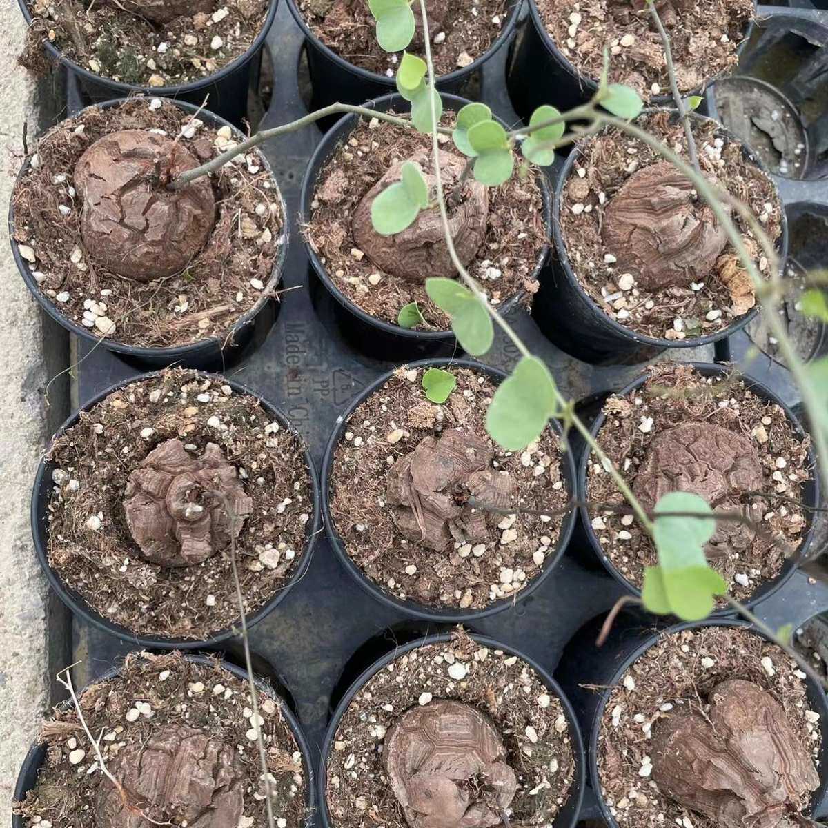 南非龟甲龙批发球径5cm大小贵货块根植物多年生基地自产自销