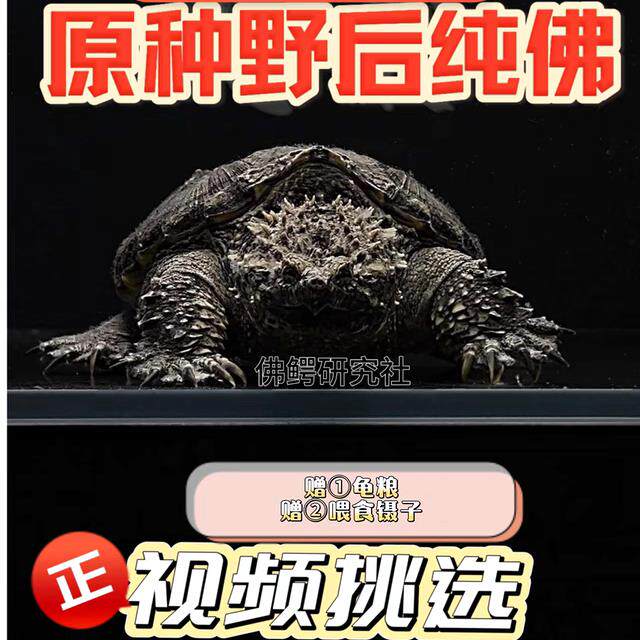 原种野后纯佛鳄龟苗 视频挑龟 爆刺大头宽脸高背观赏龟活体包活