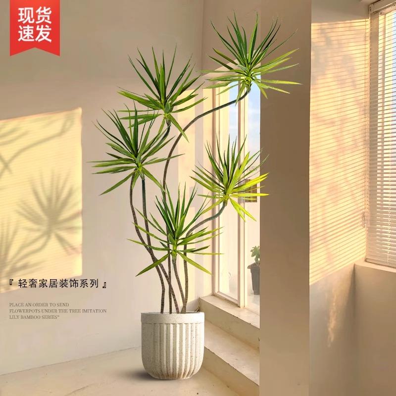 龙血树盆栽绿植室内大型客厅大盆景多头龙铁树龙须树办公室植寉凴