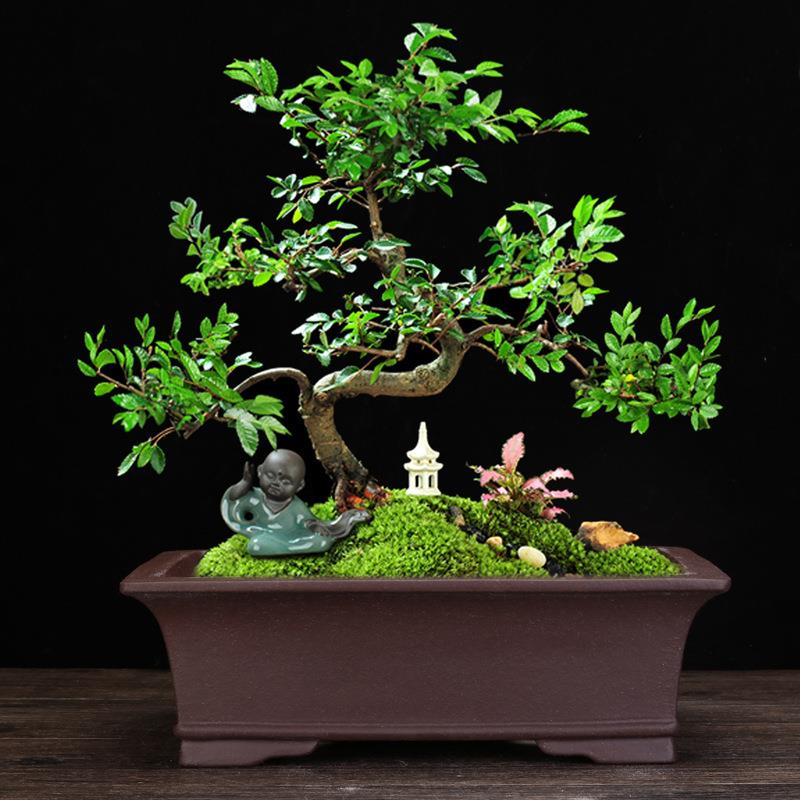 兰紫砂盆子方形客厅花339桌面大号马槽盆景盆榕树松柏竹花卉绿植