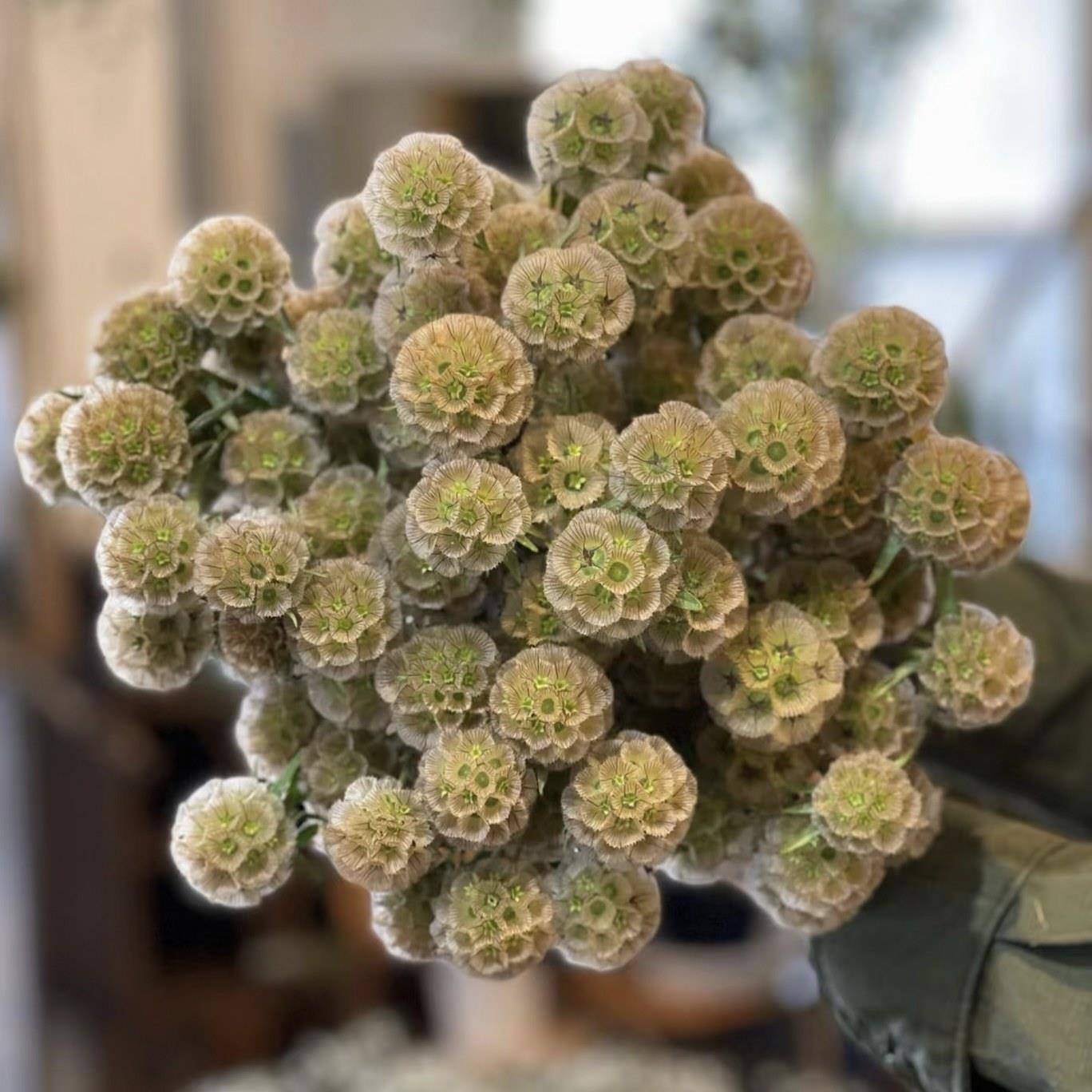 风车果鲜花花束云南直发室内水培植物花材可做干花插花鲜切花小众