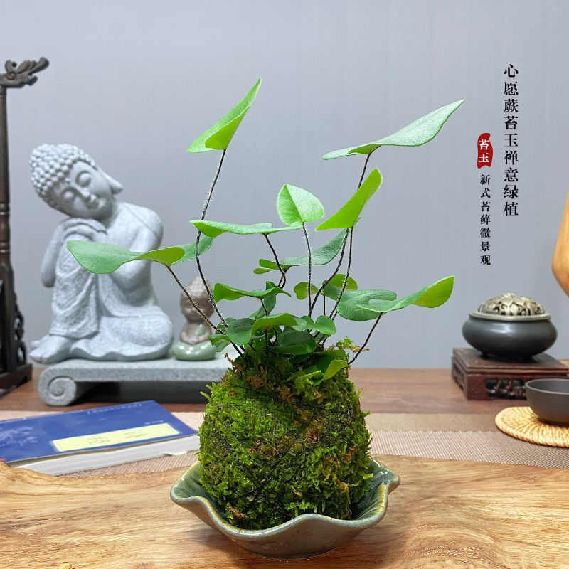 苔藓球心愿蕨喜水耐阴室内植物办公室茶桌桌面懒人绿植鲜活微景观
