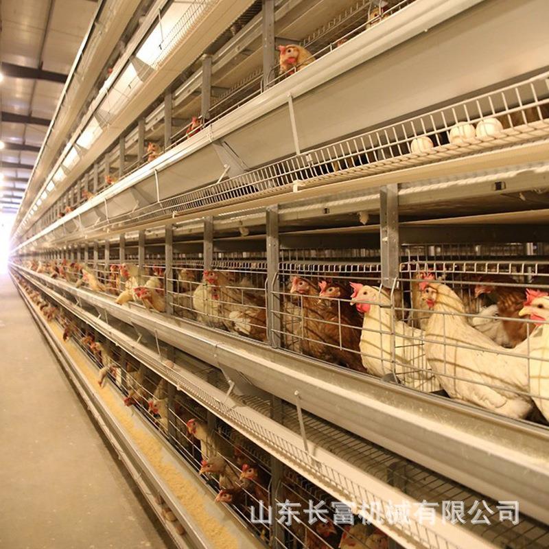 蛋鸡笼VNI多层阶型梯式蛋鸡笼加粗养殖笼具养框架殖场层叠式H笼鸡