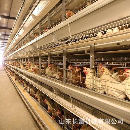 蛋鸡殖笼多层阶式蛋梯鸡笼加粗养笼具框架养殖鸡场层RCZ叠式H型笼