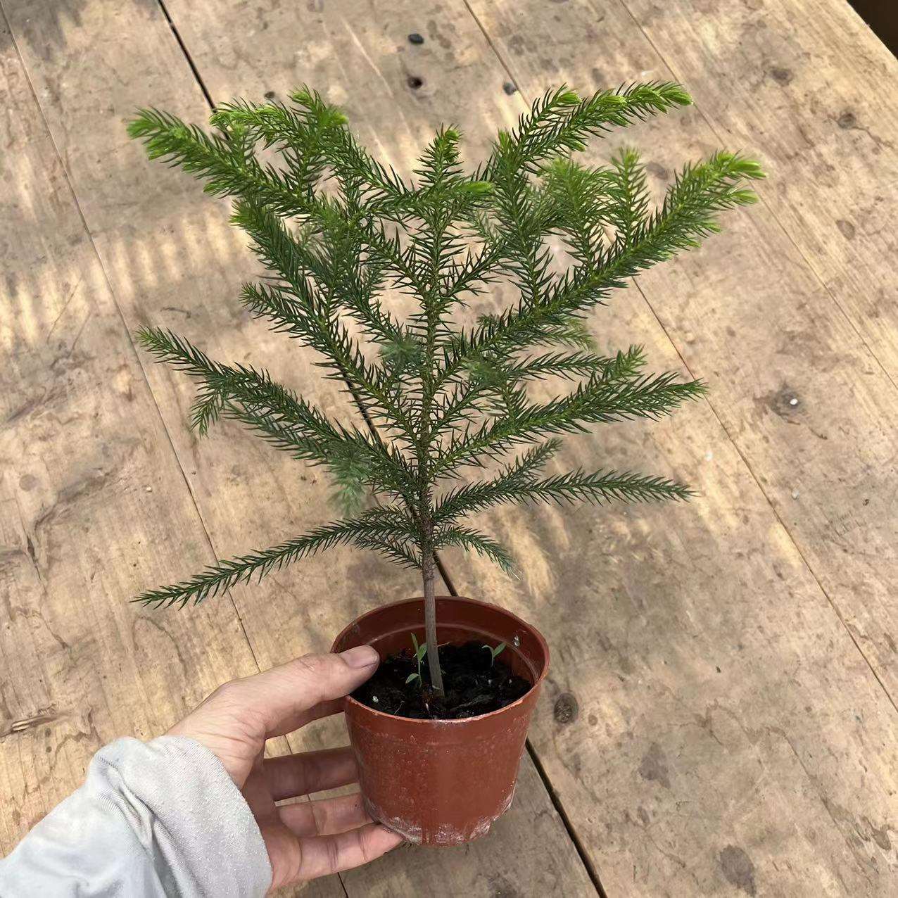 【基地直供】小盆栽花卉植物四季常青阳台花卉绿植(A90)南洋杉