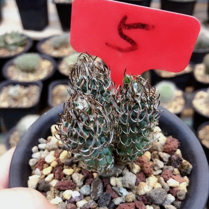 精品仙人球直播.实生黄龙丸