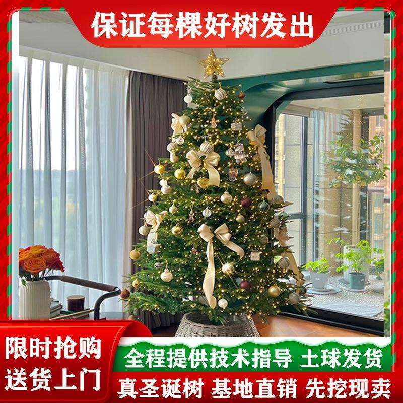 真的圣诞树真树盆栽活2025新款家用挪威云杉圣诞节松树盆栽诺贝松