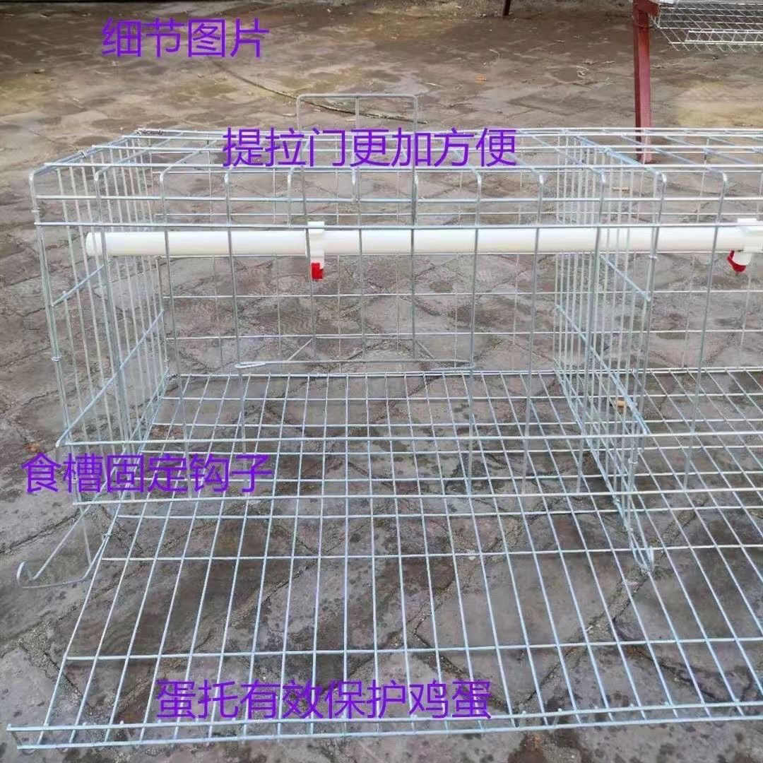包邮蛋鸡笼家用基础长条4门5门鸡笼养殖场自动滚蛋鸡笼