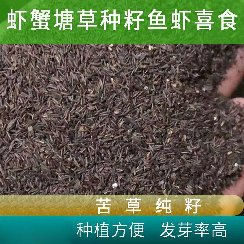 苦草纯种籽苦草籽叶扁担草籽鸭舌水韭草苗淡水小龙虾蟹养殖水草子