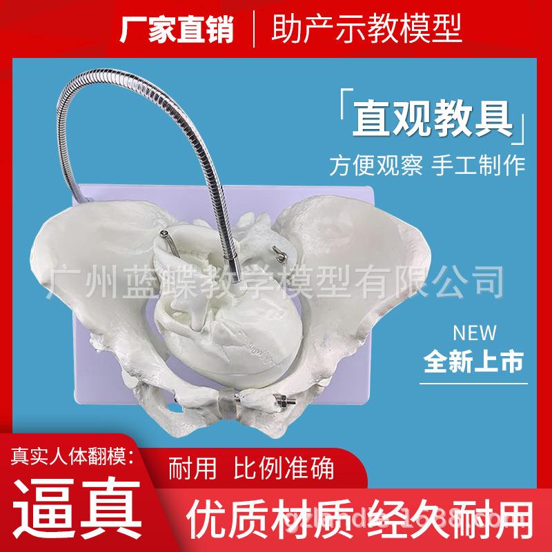 胎儿助产示教模型 女性盆骨模型 分娩骨盆模型 分娩示教 骨盆模型