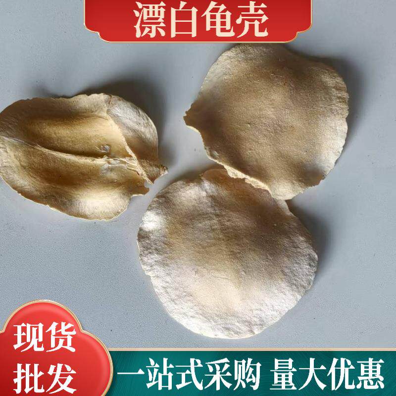 天然植物龟壳干花拍照道具桌面装饰摆件创意diy干花材料干果