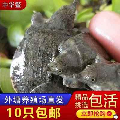 10只小甲鱼苗外塘养殖中华鳖团鱼鲜活水鱼龙鱼王八活体饲料包邮