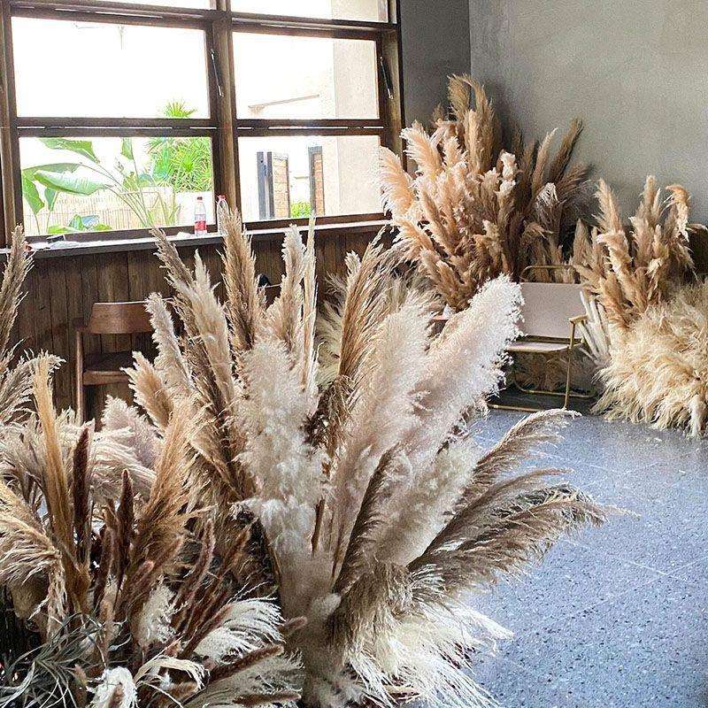 天然芦苇干花网红大蒲苇落地造型场景布置拍摄道具永生大芦苇景观