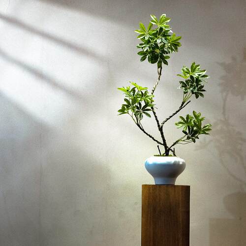 海虹景品鸭脚木仿真绿植端轻奢桌面客厅茶室玄关小型盆栽景摆件