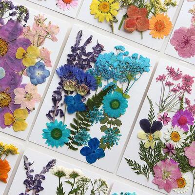 Dried Flower Set 16-19PCS Pack Pressed Real Natural Flowers