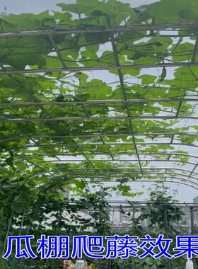 搭葡萄架材料不锈钢组装架子庭院户外爬藤支撑菜园拱门弓形花架