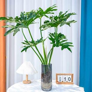 龙鳞春羽老桩水培植物盆栽客厅办公室内大型绿植花卉易活四季好养