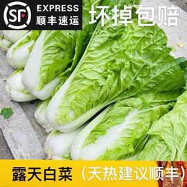 贵州特产霜打大白菜新鲜火锅蔬菜农家自种小青邦青菜黄心黄油快菜