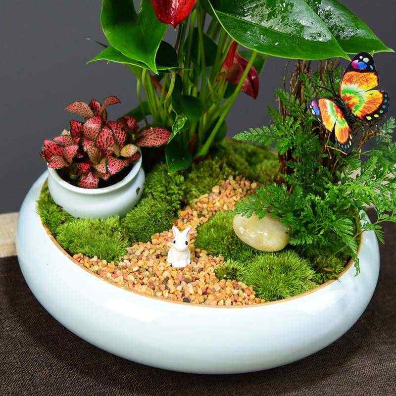 红掌盆栽一帆风顺盆景鸿运当头办公室内客厅花卉绿植四季好养植物,鲜花速递/花卉仿真/绿植园艺,时令草本花卉,淘宝优惠券,粉丝福利购,淘宝优惠卷