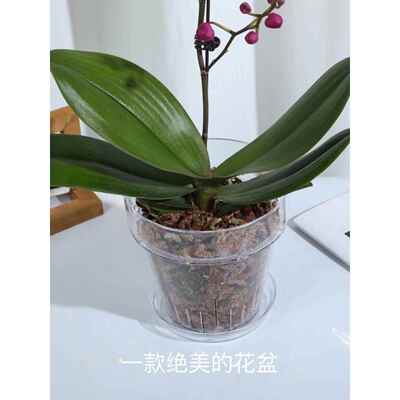 小婵姐原创透明控根盆带侧孔文心兰蝴蝶兰洋兰专用简约高透明花盆