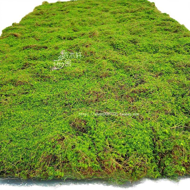 仿真苔藓草皮假青苔新款橱窗微景观造景金丝猴蕨加厚黄绿坪地毯