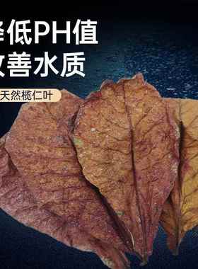 榄仁叶降低鱼缸PH值降酸调节改善水质自然菌10pc50pcs