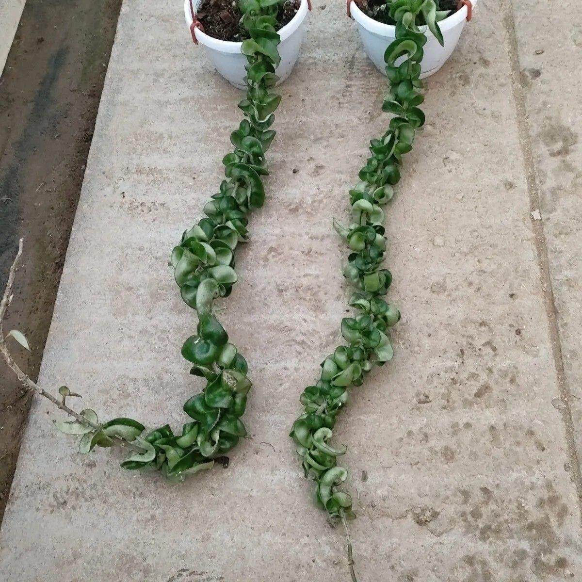 藤本植物花卉 卷叶球兰 球兰花苗 球兰花盆栽 带种植盆一颗包邮