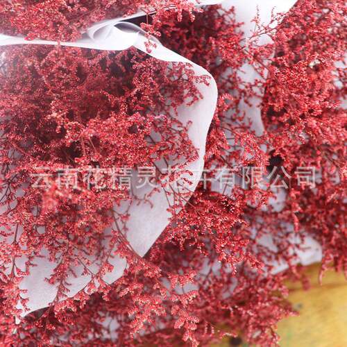 新款直销永生花情人草 云南永生花 120g一束 圣诞礼品家居插花