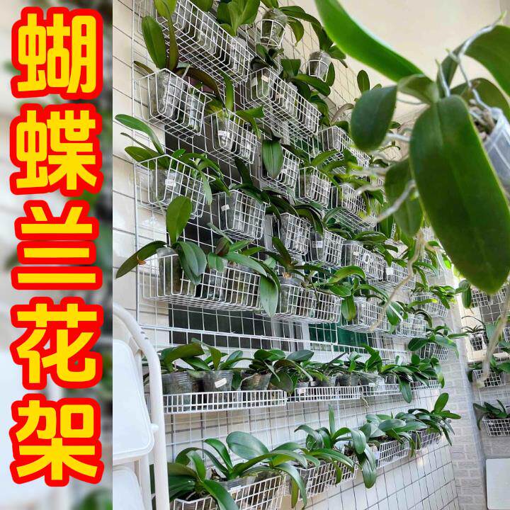蝴蝶兰网格花架加粗加厚壁挂铁丝网格架花卉盆栽挂墙上专用展示网
