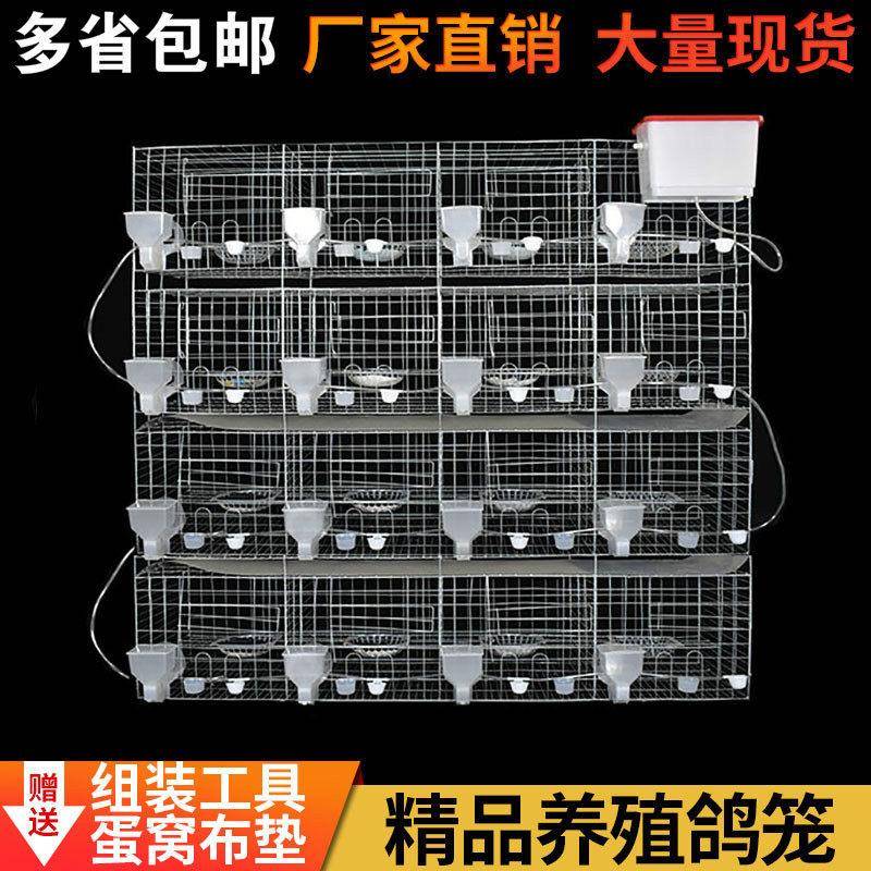 鸽子AIL笼家特大新号型场养殖用鸽子专用笼鸽棚鸽舍专业元宝配对