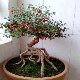 造景观植物种植土培微景观阳台绿植 枸杞盆景盆栽花卉树桩老桩四季