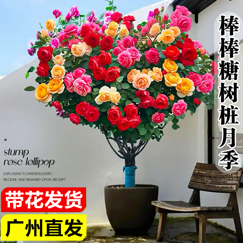 棒棒糖月季花盆栽带花苞玫瑰花树苗花卉四季果汁阳台庭院耐热植物