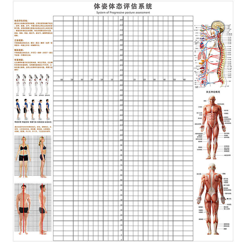 大型体态评估表背景墙贴健身房减肥训练营专用姿势体测系统对比图