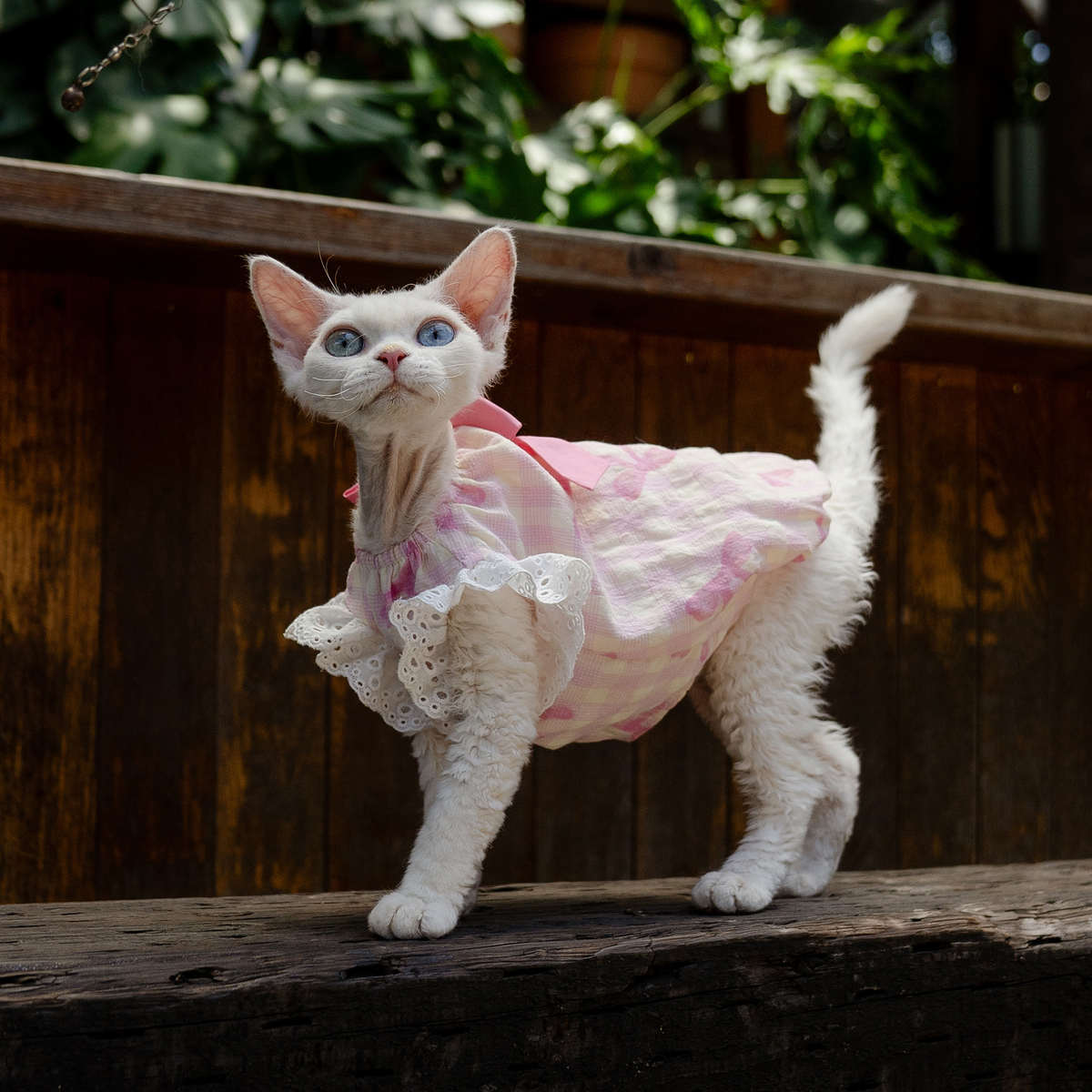 粉色南瓜宝宝裙任发财纯棉无毛猫衣服德文衣服斯芬克斯猫