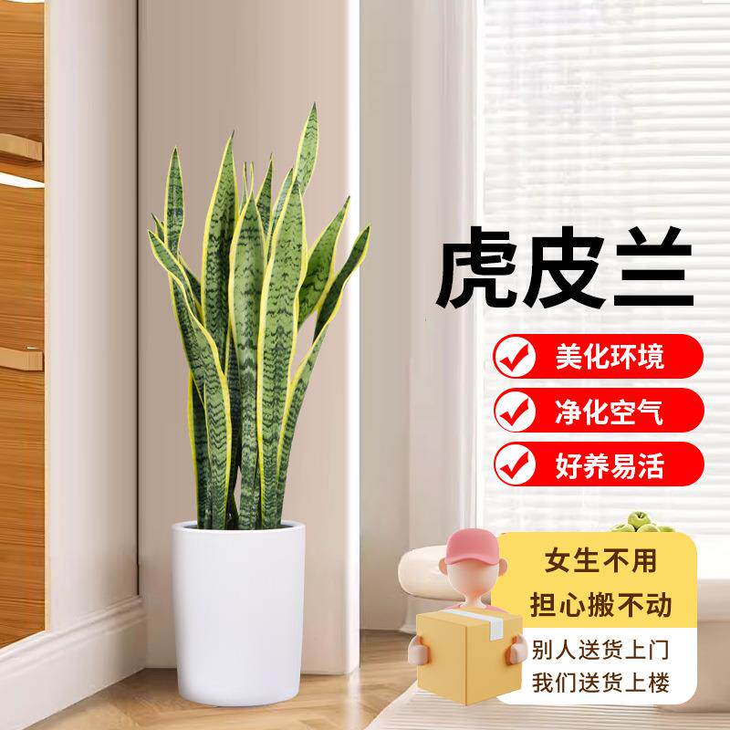 金边虎皮兰盆栽大型高档绿植除甲醛新房室内办公室净化空气虎尾兰