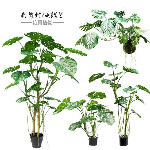 彷真龟背树竹热带绿植物样品屋展示中心室内阳台橱窗大型落地盆栽