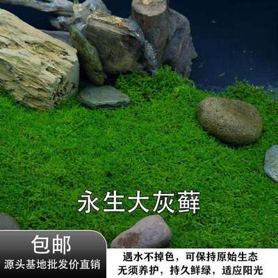 永生苔藓植物墙白发藓真苔藓大灰藓大羽藓小灰造景铺面青苔鹿蕊藓