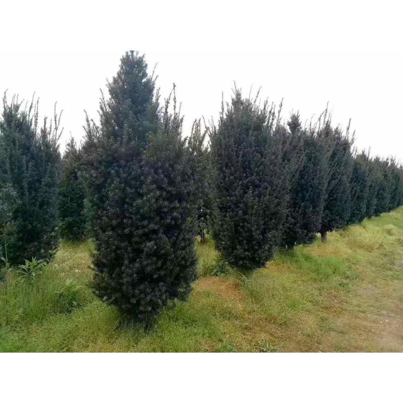 红豆杉树苗大树北方越冬18年名贵树庭院别墅地栽盆栽盆景绿植花卉