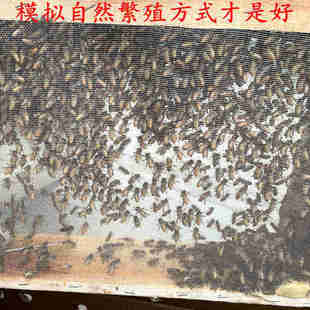 蜜蜂活群中蜂蜂群中华蜂笼蜂阿坝新开产蜂王带专用子脾土蜂带箱