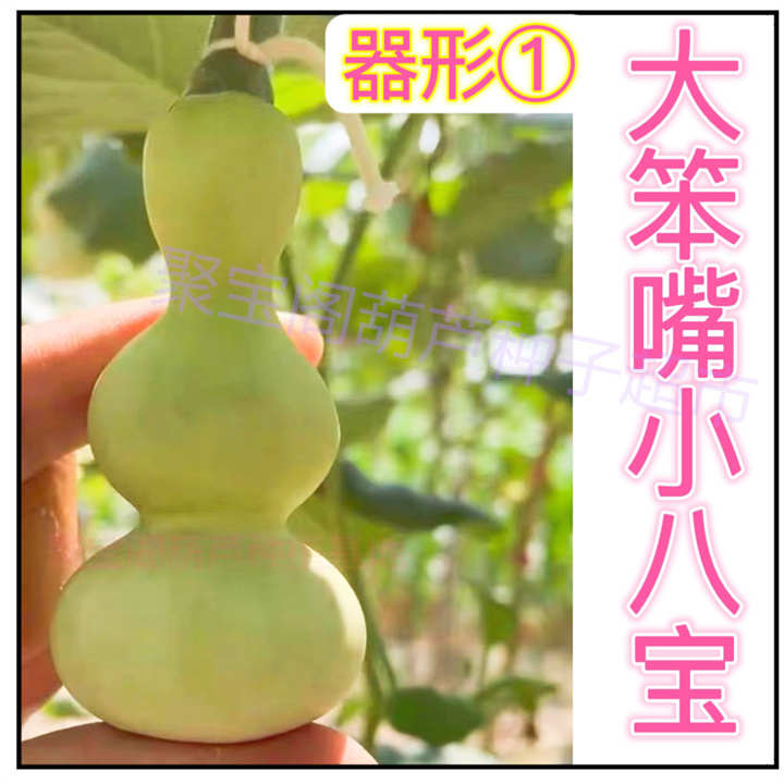 大笨嘴小八宝葫芦种特小天坛小八宝三挺蚂蚁奶嘴盆栽手捻葫芦子籽