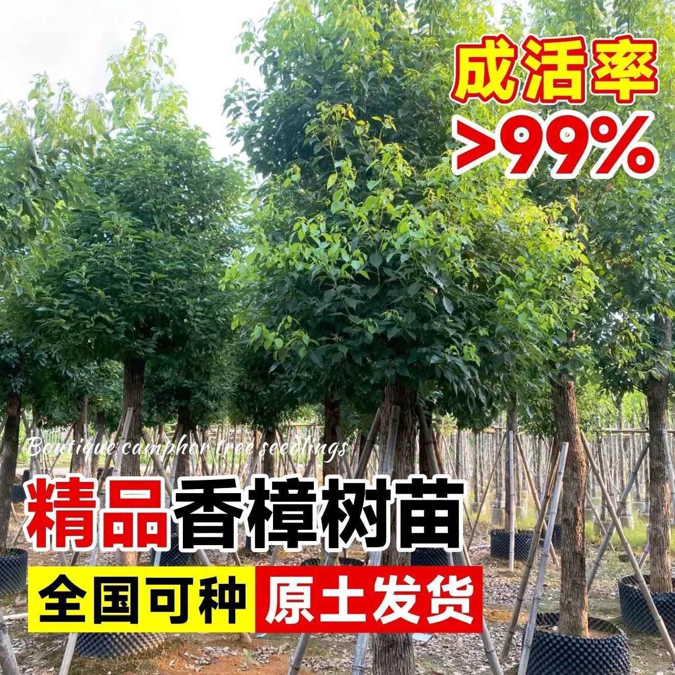 香樟树苗大树大小叶龙脑樟木庭院室外绿化风景树四季常青驱蚊盆栽