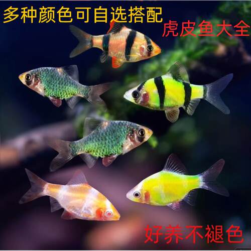 虎皮鱼观赏鱼热带鱼小型淡水好养易活鱼苗绿虎皮萤光虎皮翡翠虎皮