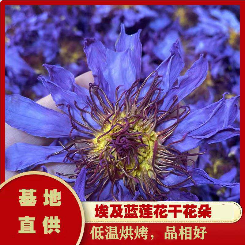 2025新产蓝莲新鲜蓝莲花干埃及睡莲干花现货1斤/件