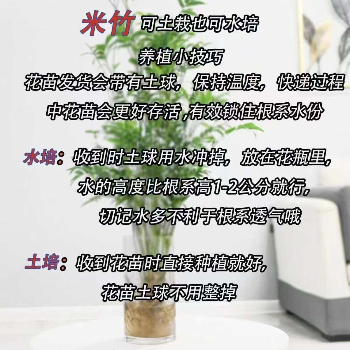 水培米竹盆栽富贵竹绿植物龟背竹办公室内桌面文竹盆景客厅阳台