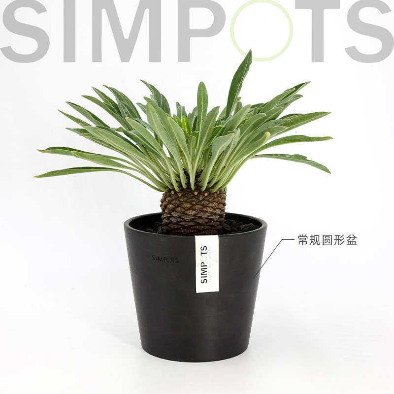 日盆系花黑胶高级花盆植轻禅意绿室内感simpots北欧奢兰花树脂
