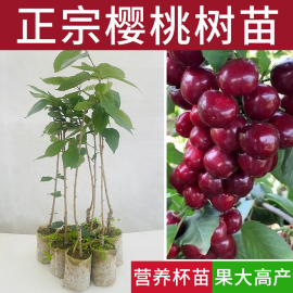 车厘子樱桃果树苗木黑珍珠正宗嫁接南北方种植盆地栽庭院水果苗子