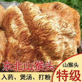 手选头茬猴头菇干货新鲜菇(新鲜菇)500g东北长白山半野生天然无硫养胃猴头